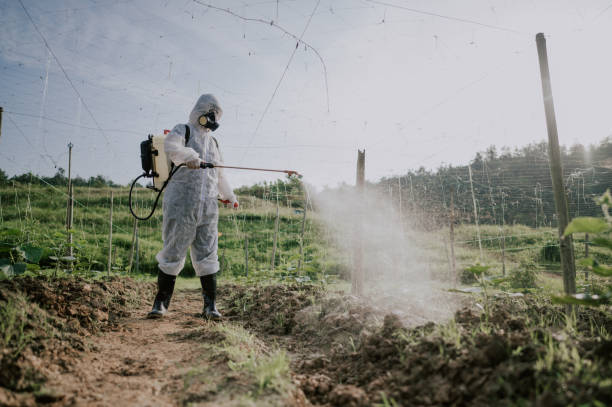 Best Pest Removal Services  in San Elizario, TX