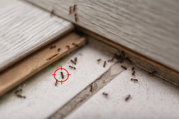 Best Best Pest Control Companies  in San Elizario, TX