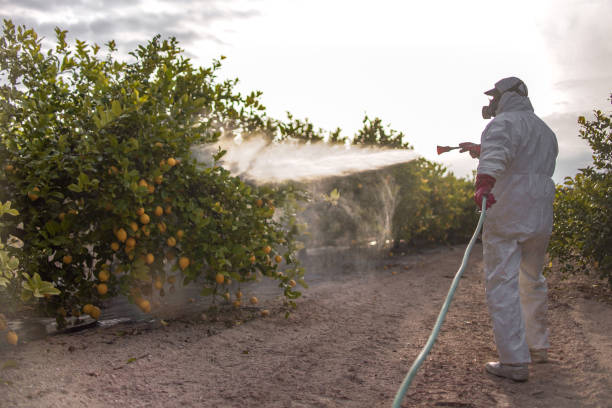 Best Affordable Pest Control Services  in San Elizario, TX