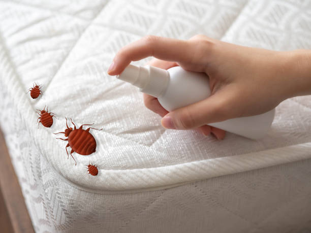 Best Ant Control Services  in San Elizario, TX