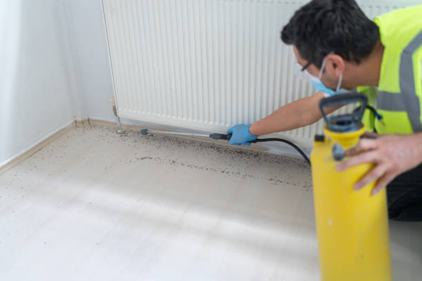 Best Wasp Removal Services  in San Elizario, TX