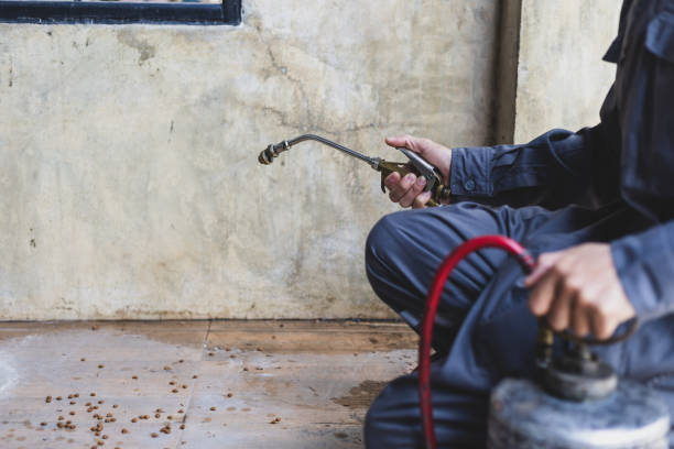 Professional Pest Control in San Elizario, TX
